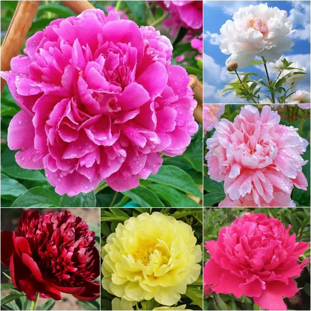 Peony Flower Seeds (20 Seeds)