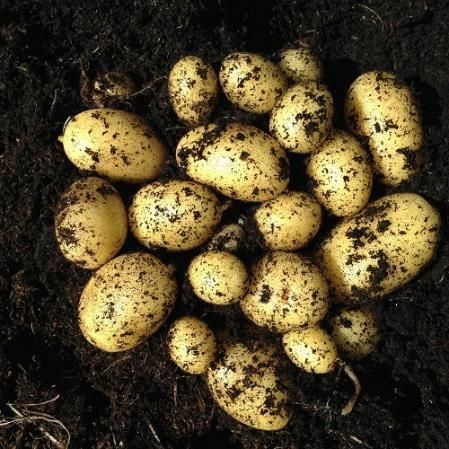 Potato Seeds Pack of 20