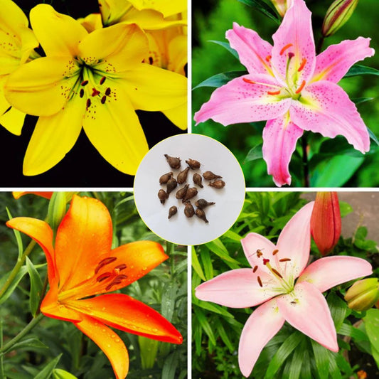 Differnet Colors Lilies Flowers Bulbs Seeds