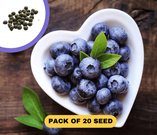 Blueberry Fruit Seeds (20 Seeds)