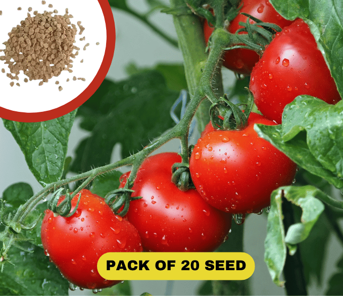 Waterfall Tomato Seeds (20 Seeds)