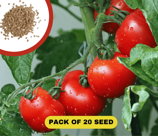 Waterfall Tomato Seeds (20 Seeds)